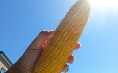 北海道栗山町産 スイートコーンその名は「おおもの」20本