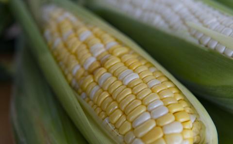 北海道の超スイーツコーン2種類満喫 6本セット