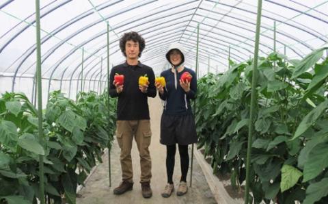 【先行予約】北海道栗山町産 土で育てた匠のパプリカ 12玉