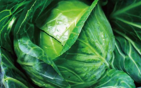 自家製餃子 北海道産食材にこだわった「tokitto GYOZA」60個