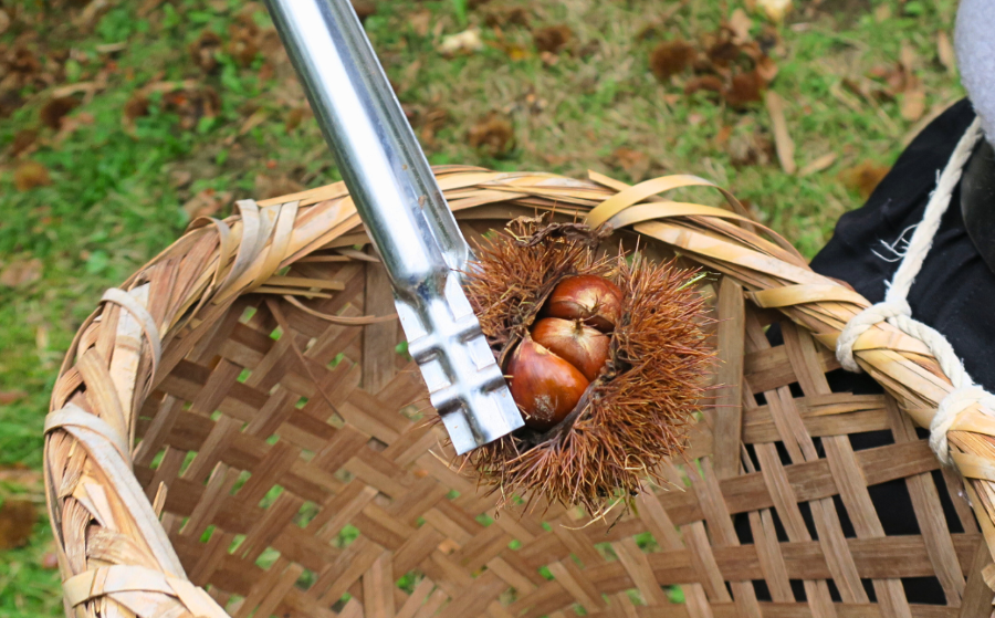 栗山栗 「甘露煮・渋皮煮」セット