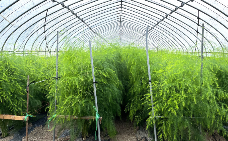 北海道栗山町産　夏のグリーンアスパラ（M～2Lサイズ）1kg オジファーム