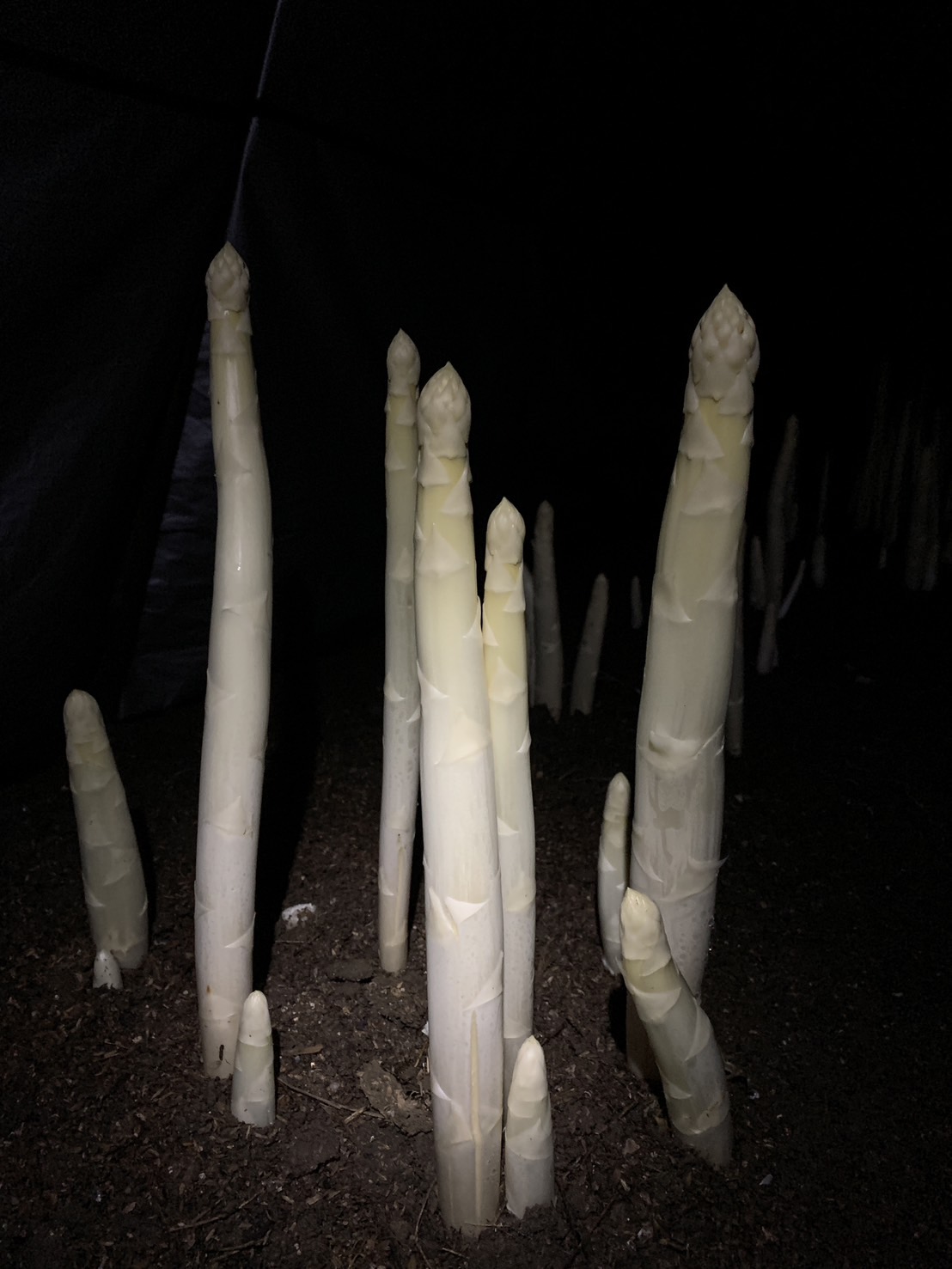 北海道栗山町産 極太ホワイトアスパラ（4Lサイズ以上）1kg オジファーム