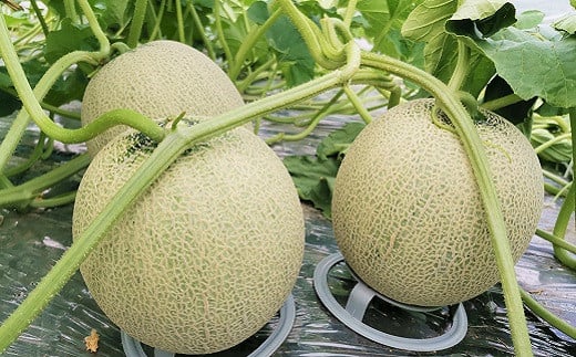 【先行予約】【大玉】とろける舌触り！東山農場産キングメロン 1玉