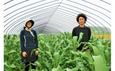 北海道栗山町産 スイートコーンその名は「おおもの」20本