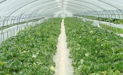 甘～い贅沢「特選甘熟レッドメロン」2玉