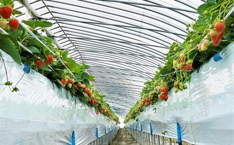 【ご家庭用】サイズいろいろ加工用バラ詰めいちご 1.2kg