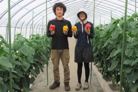 【先行予約】北海道栗山町産 土で育てた匠のパプリカ 6玉