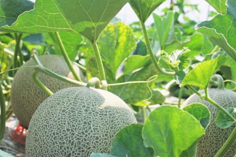 北海道栗山町産  幻のメロン 2玉