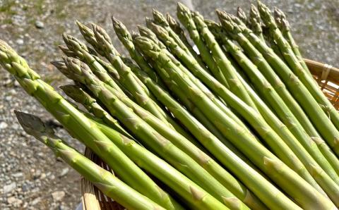 【先行予約】新鮮！春採り グリーンアスパラガスLサイズ1kg 東山農場