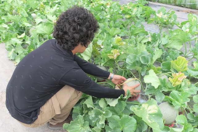 北海道栗山町産  幻のメロン 1玉