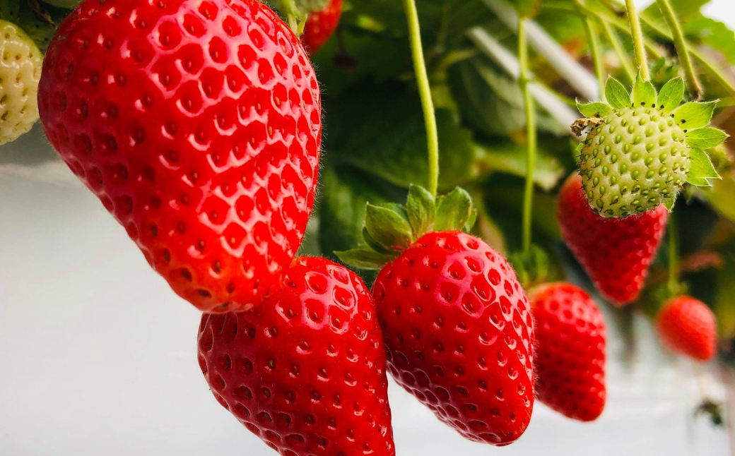 もぎたて！ファームうかわの大粒いちご2パック