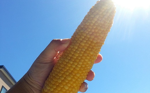 北海道栗山町産 スイートコーンその名は「おおもの」12本