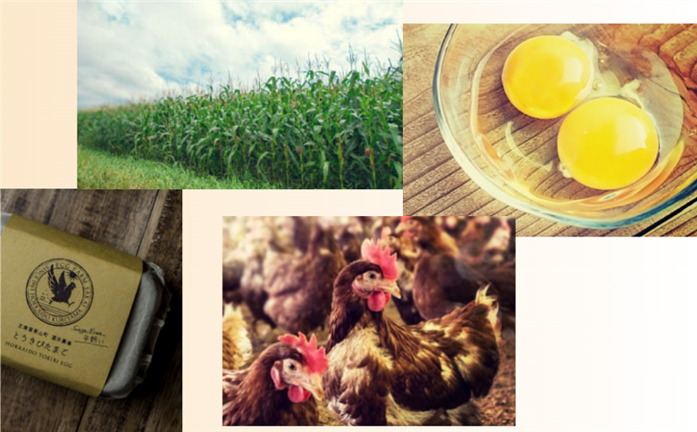 北海道産たまごを食べ比べ「とうきびたまご３種」10個入×6パック 酒井農場