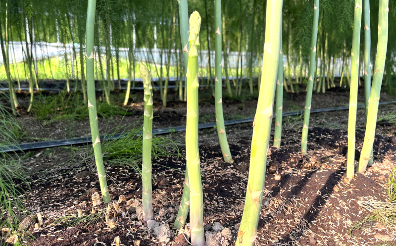 北海道栗山町産　夏のグリーンアスパラ（M～2Lサイズ）1kg オジファーム