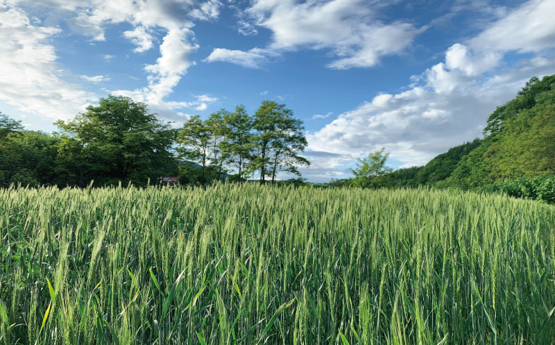 太めアスパラ（3Lサイズ以上）ホワイト＆グリーン食べ比べセット 計1kg オジファーム