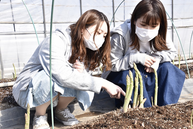 【先行予約】北海道産「夏採れ！北海道アスパラガス」1.4kg