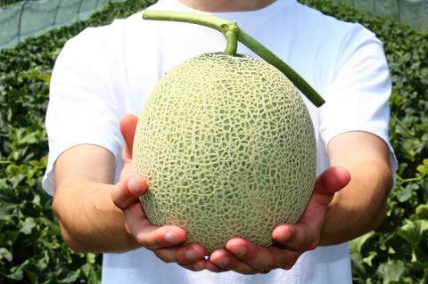 北海道産赤肉メロン3種定期便（1玉×3回）