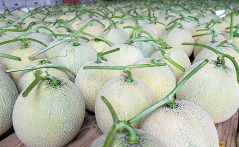 極上の一品「日原メロン」1玉×2品種食べ比べ定期便 北海道産赤肉メロン