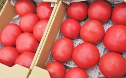 北海道栗山町産　うまみぎっしり大玉トマト ４kg