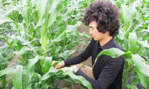 北海道栗山町産 スイートコーンその名は「おおもの」20本