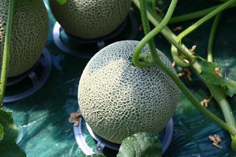 【先行予約】極上の一品「日原メロン（レッド種）」（1.7kg相当×1玉）