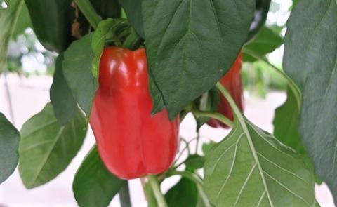 【先行予約】北海道栗山町産 土で育てた匠のパプリカ 6玉