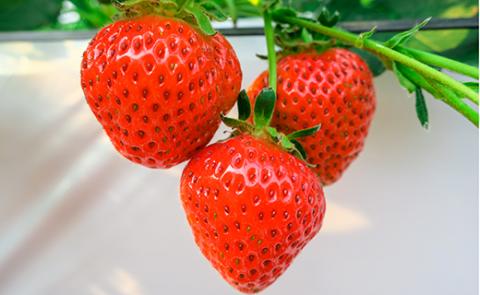 【ご家庭用】サイズいろいろ加工用バラ詰めいちご 1.2kg