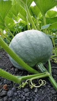 【先行予約】北海道栗山町産 ほっくほくかぼちゃ 2玉