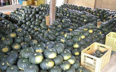 【先行予約】幻のかぼちゃ！JAそらち南　「栗マロンかぼちゃ」秀6～8玉　約10kg