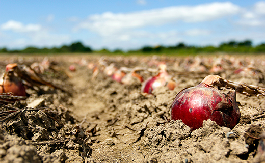 くりやま健康タマネギ「さらさらレッド」5kg