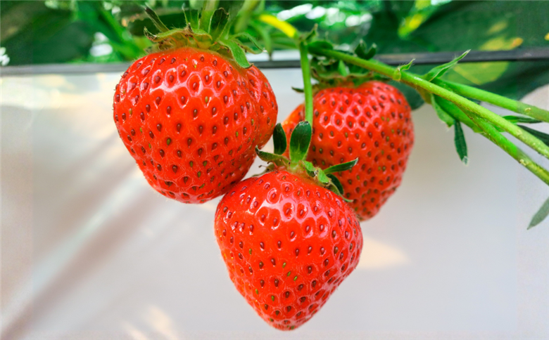 ファームうかわの「まんまジャム」125g×2瓶