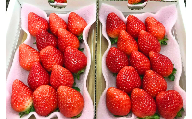 もぎたて！ファームうかわの大粒いちご2パック