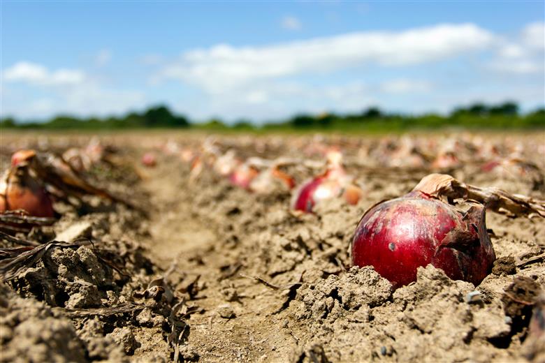 くりやま健康タマネギ「さらさらレッド」10kg