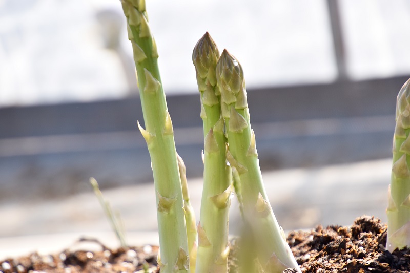 【先行予約】北海道産「夏採れ！北海道アスパラガス」1.4kg