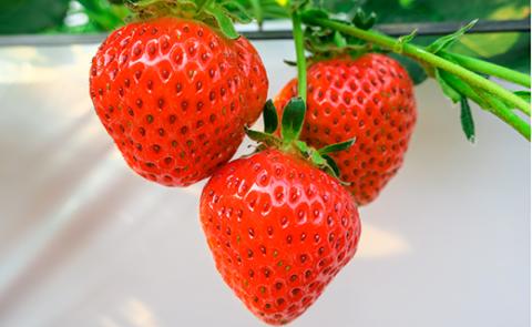 ファームうかわの「まんまジャム」125g×2瓶