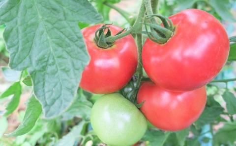 北海道栗山町産　うまみぎっしり大玉トマト ４kg