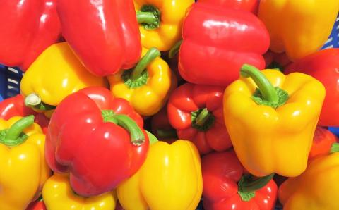 【先行予約】北海道栗山町産 土で育てた匠のパプリカ 6玉