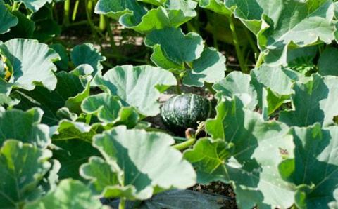 【先行予約】幻のかぼちゃ！JAそらち南　「栗マロンかぼちゃ」秀6～8玉　約10kg