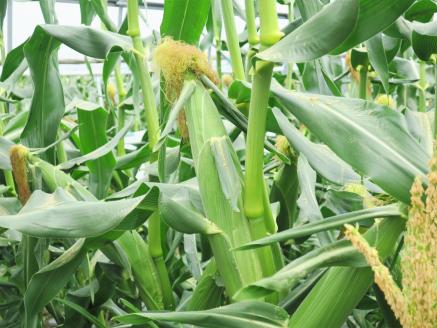 【先行予約】大地の恵み「とうもろこし2色セット」北海道産　7本