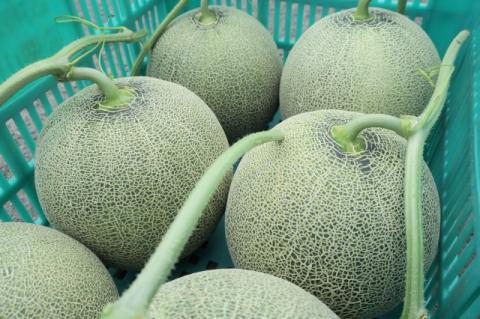 北海道栗山町産  幻のメロン 2玉