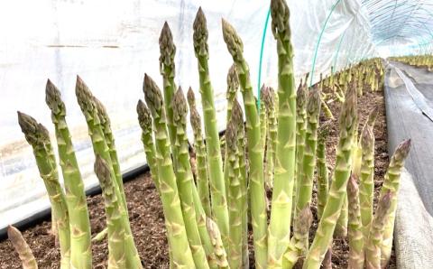 【先行予約】北海道産 春採り 極太グリーンアスパラガス4Lサイズ 1kg おがファーム