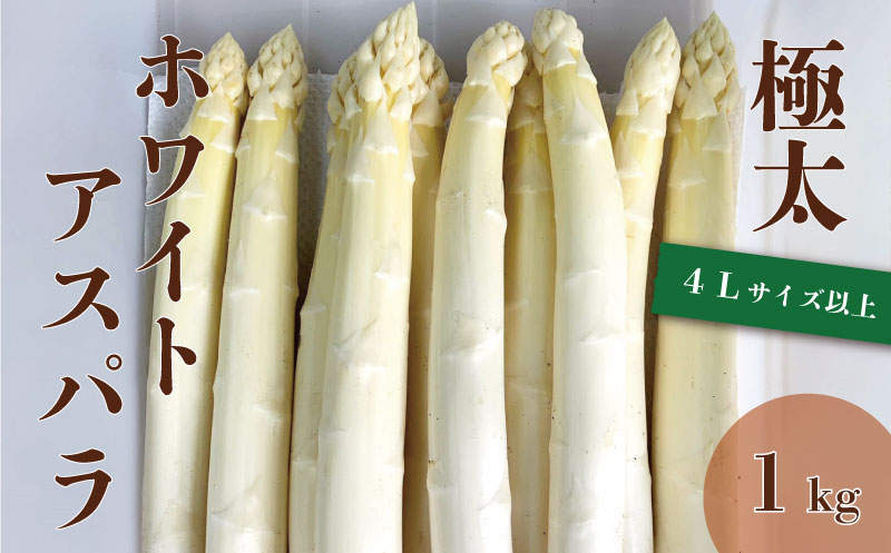 北海道栗山町産 極太ホワイトアスパラ（4Lサイズ以上）1kg オジファーム
