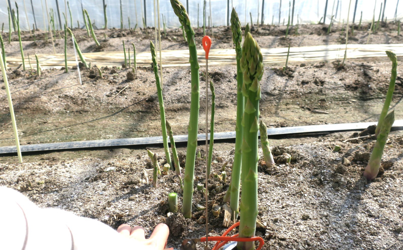 太めアスパラ（3Lサイズ以上）ホワイト＆グリーン食べ比べセット 計1kg オジファーム