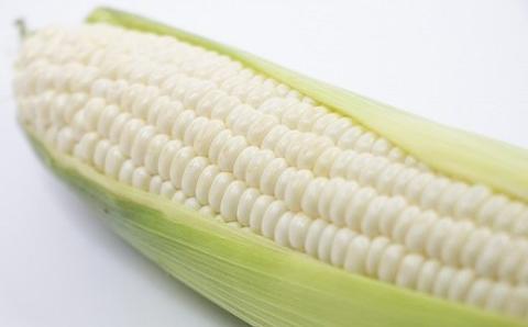 北海道の超スイーツコーンホワイト種プラチナコーンΧ満喫10本セット