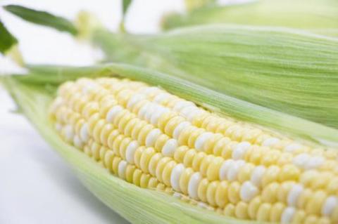 北海道の超スイーツコーンバイカラー種ドルチェドリーム満喫10本セット