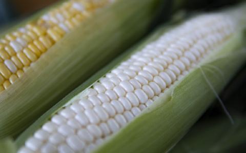 北海道の超スイーツコーン2種類満喫 10本セット