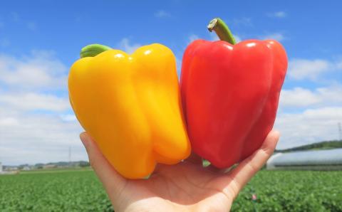 【先行予約】北海道栗山町産 土で育てた匠のパプリカ 6玉