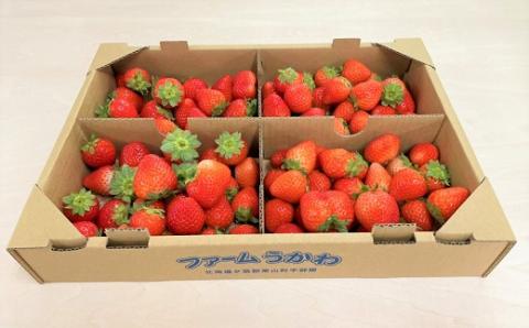 【ご家庭用】サイズいろいろ加工用バラ詰めいちご 1.2kg