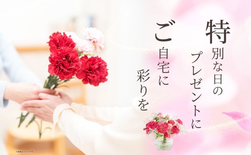 ＜2025年6月～8月まで3ヵ月連続お届け＞北海道 カーネーション ミックス 4品種 20本以上 花 花束 切花 ブーケ 旬 季節 生花 フラワー アレンジメント